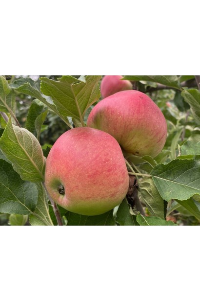 Яблука Еліза пізня